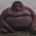 commonmonke commonmonke