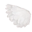 wl