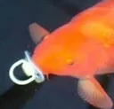 applyPacifier applyPacifier