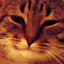 Cat Yes CatYes Discord Emoji