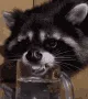 racoon_RIZIN