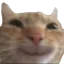 catsmile