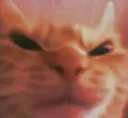 O_angerycat