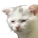 TiredCat