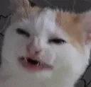 Wut