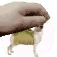 patTaco patTaco