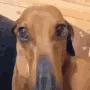 WhatDaDogDoin WhatDaDogDoin