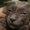snoopcatt