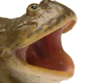 froggers