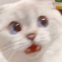 cattopanic Discord emoji