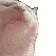 catjam