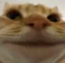 coomcat