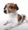 dog_slideshow