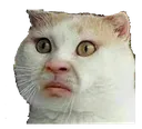 disgustedcat