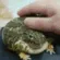 FrogPat