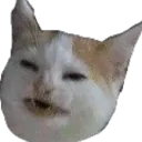 Catwut catwut Discord Emoji