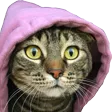 catCozy
