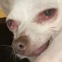 Pain