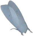 moth