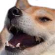 dogeKEK