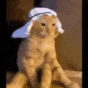 arabcat