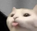 CatBlep CatBlep