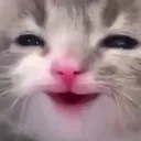 catsmile