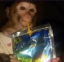 Monke_Sip
