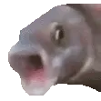 pogfish