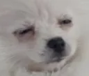 DoggoTired Discord Emoji