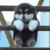 CuteDoggo
