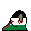 1342_westernsaharaparrot