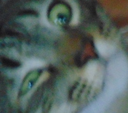 peahasdumbcat Discord emoji