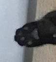 lapatica Discord emoji