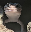getoffmylawn Discord emoji