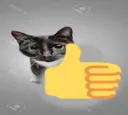 mrcatlike