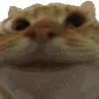 yes
