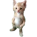 ma_standingcat Discord Emoji