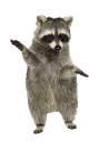 raccoonnaenae