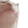 catJAM