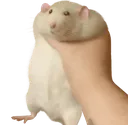 woeplagueatthee