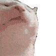 Catvibe catvibe Discord Emoji