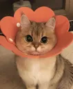 Flowercat Discord Emoji