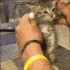 michaeljpuss