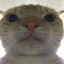 concil