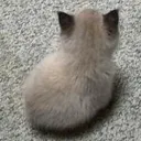 Cat_Angy