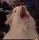 catscream catscream