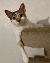 ears