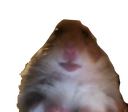 hampter Discord emoji