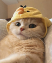 A fluffy cat wearing a yellow chick hood looking directly at the camera with a bored and serious expression.